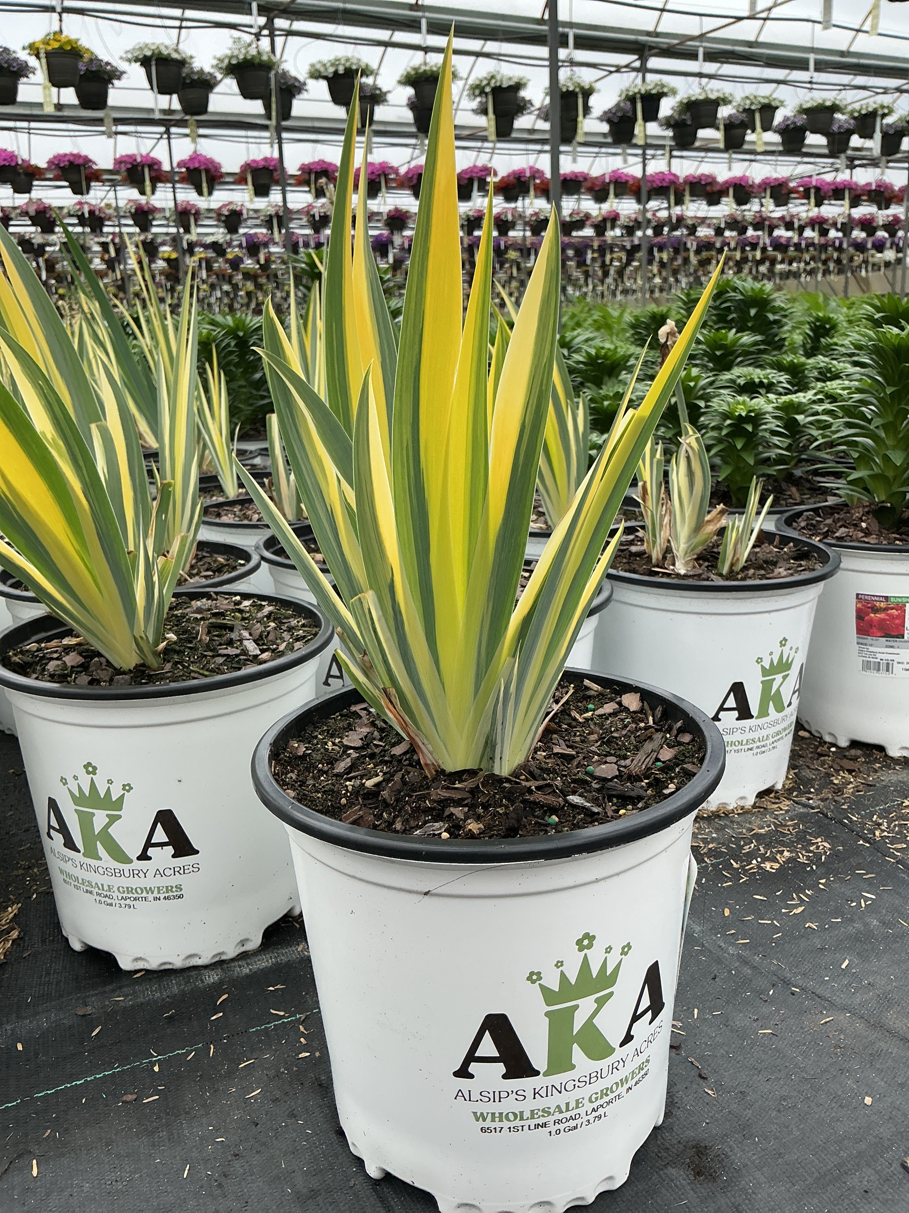 IrisFlagsAureovariegata Yellow