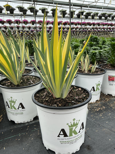 IrisFlagsAureovariegata Yellow