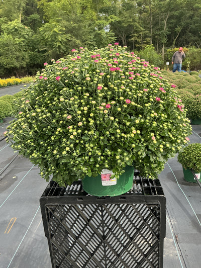 Chelsey Pink - 9"x6" Potted Garden Mum