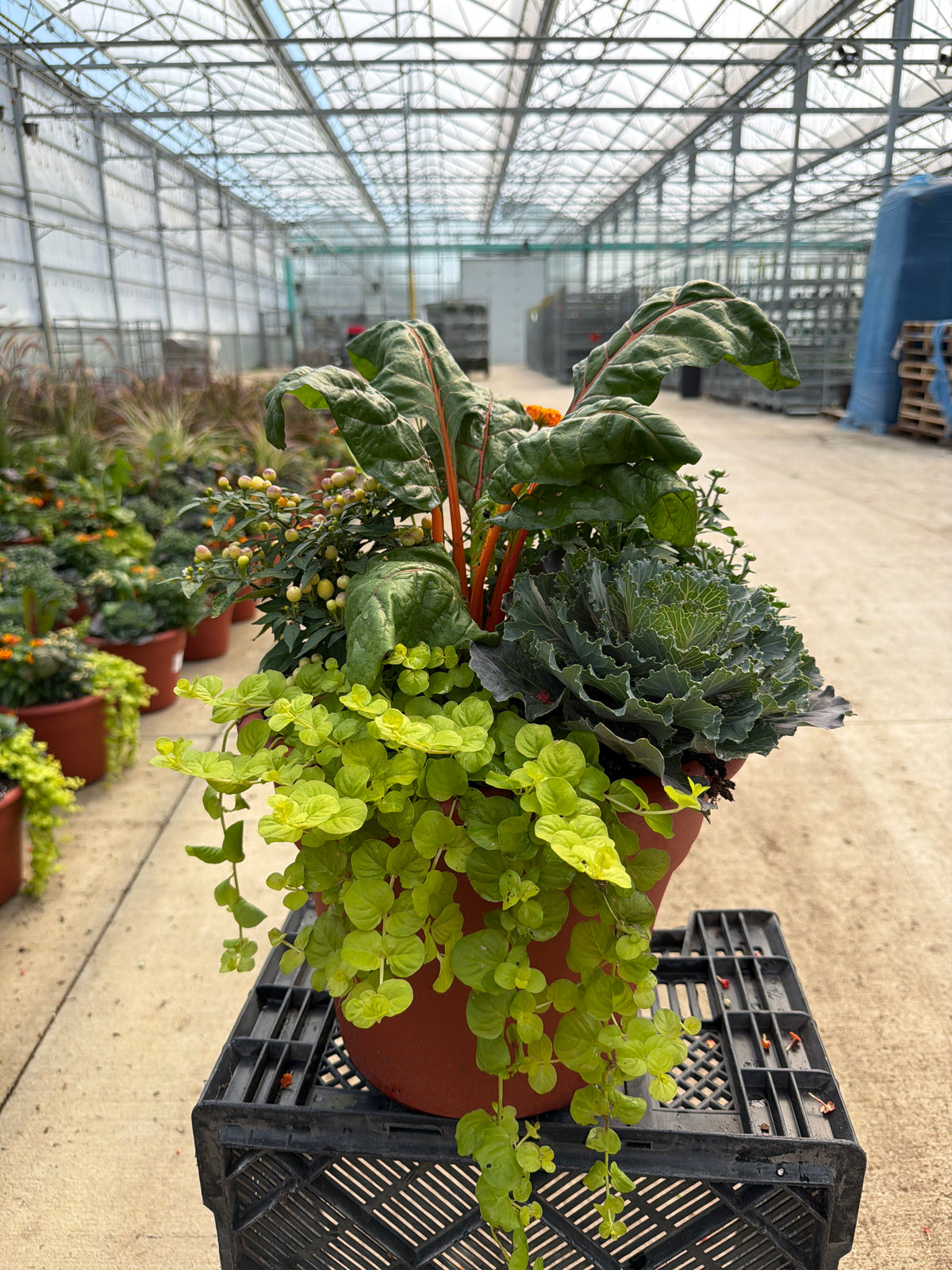 12" Planter Fall