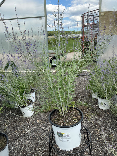Perovskia Russian Sage Little Spire