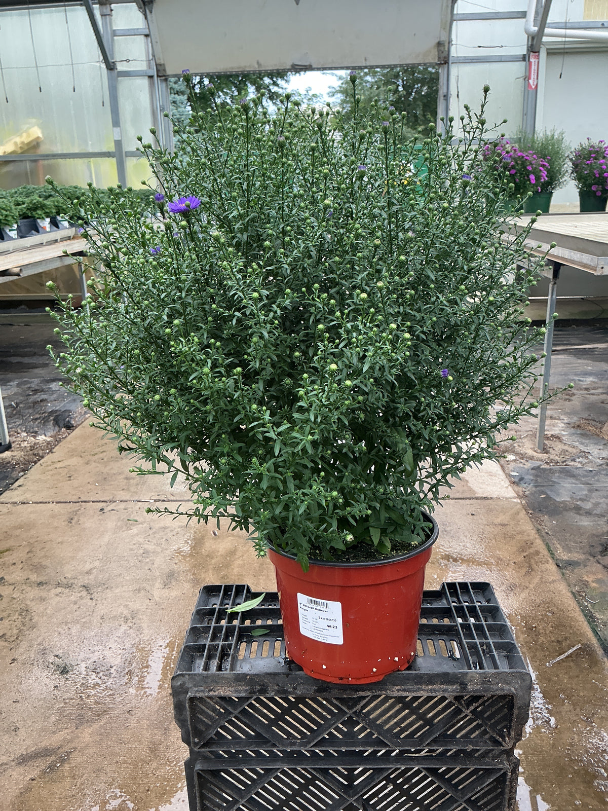 Beleiver Purple Aster - 8" Fall Asters