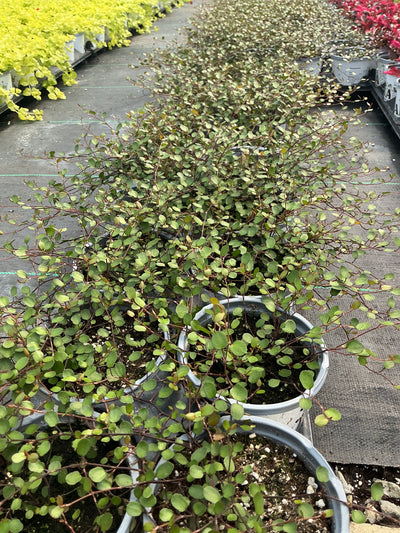 Muehlenbeckia Wire Vine - 4.33" Premium Annual