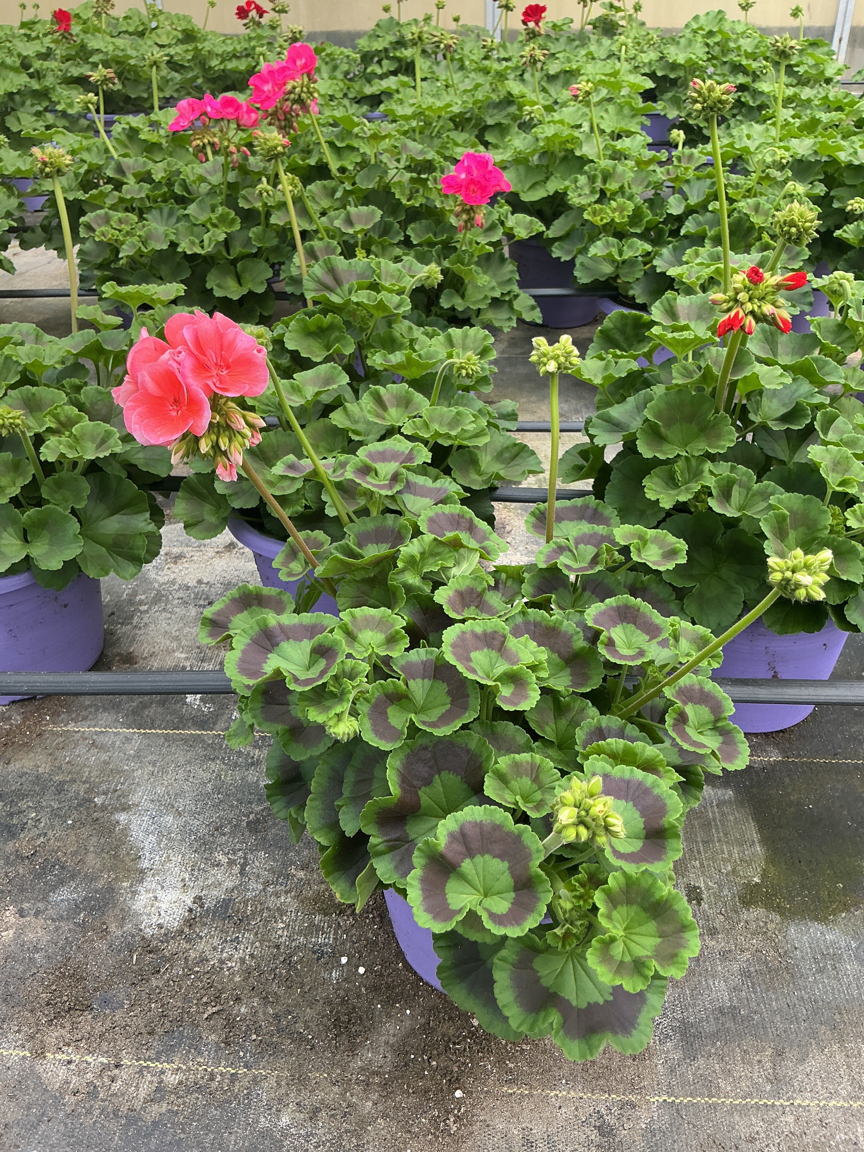 Geranium Dynamo Salmon - 8" Planter