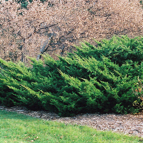 Juniper Sea Green