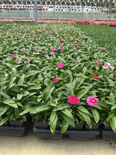 Dianthus Floral Lace Picotee - 4 Pack Annual