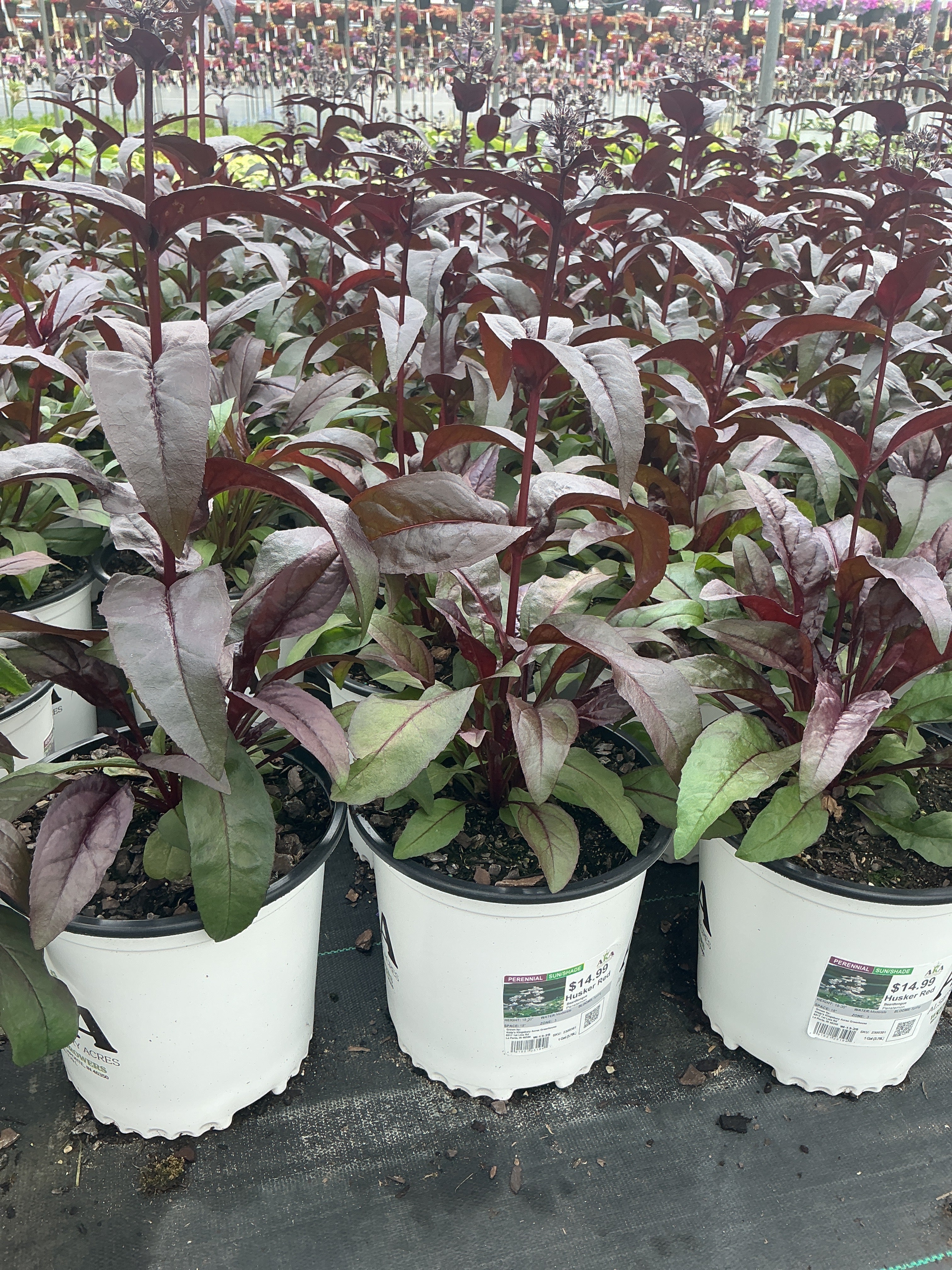 Penstemon Beardtongue Husker Red