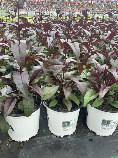 Penstemon Beardtongue Husker Red