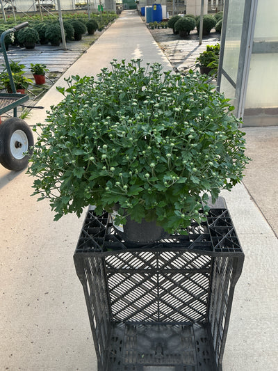 Edith White - 8"x5" Potted Garden Mum