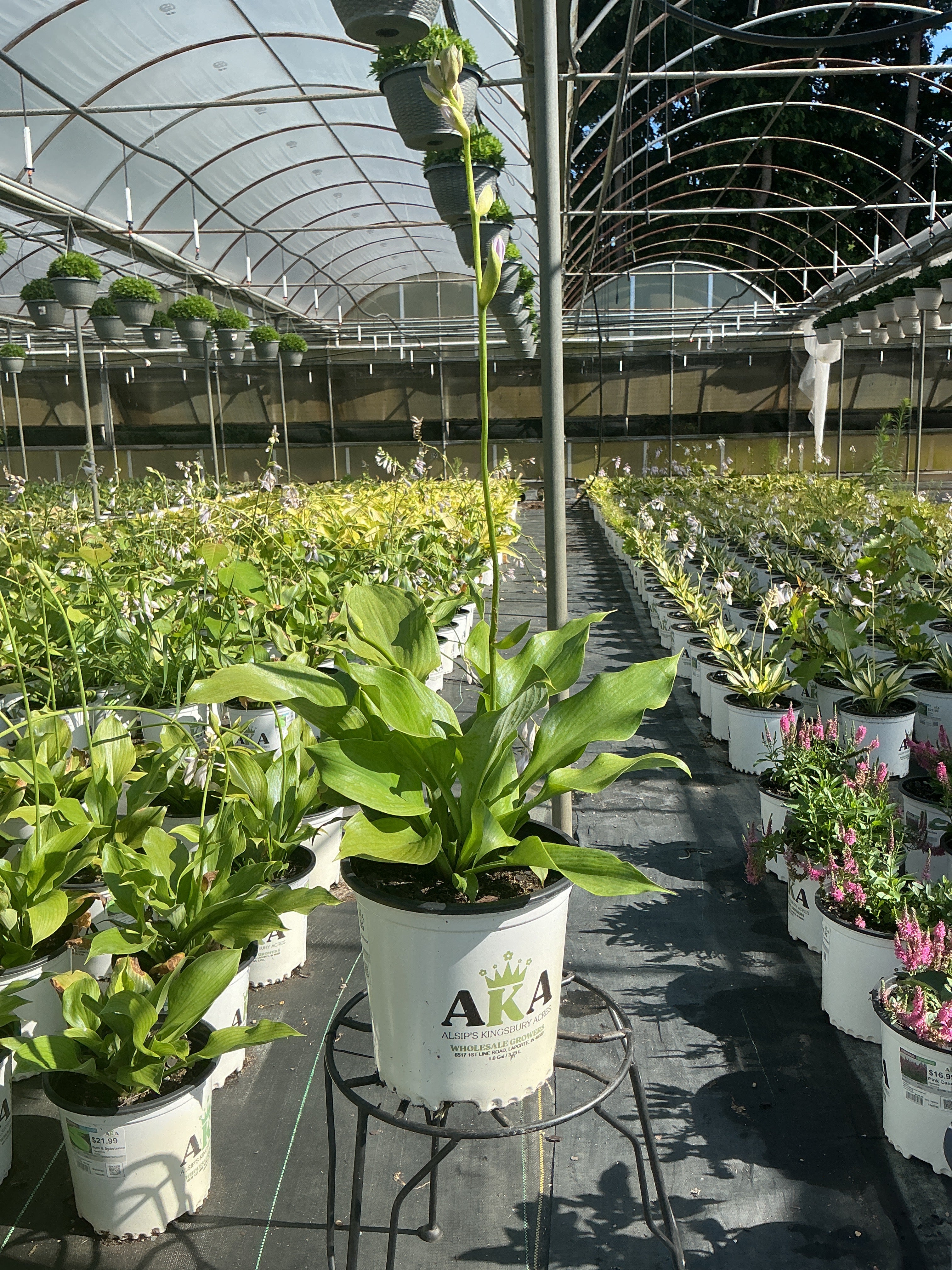 Hosta Plantain Lily Sum & Substance