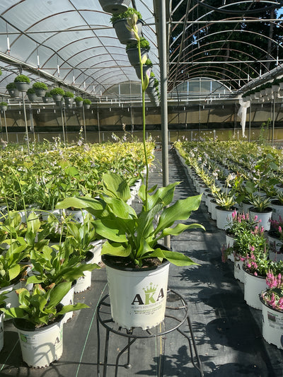 Hosta Plantain Lily Sum & Substance