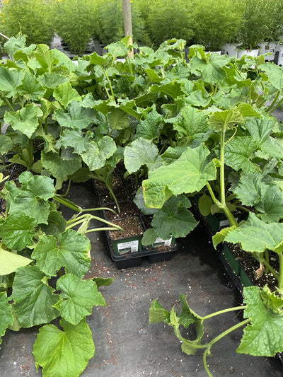 Cucumber Burpless Supreme - 4" Potted Vegetable