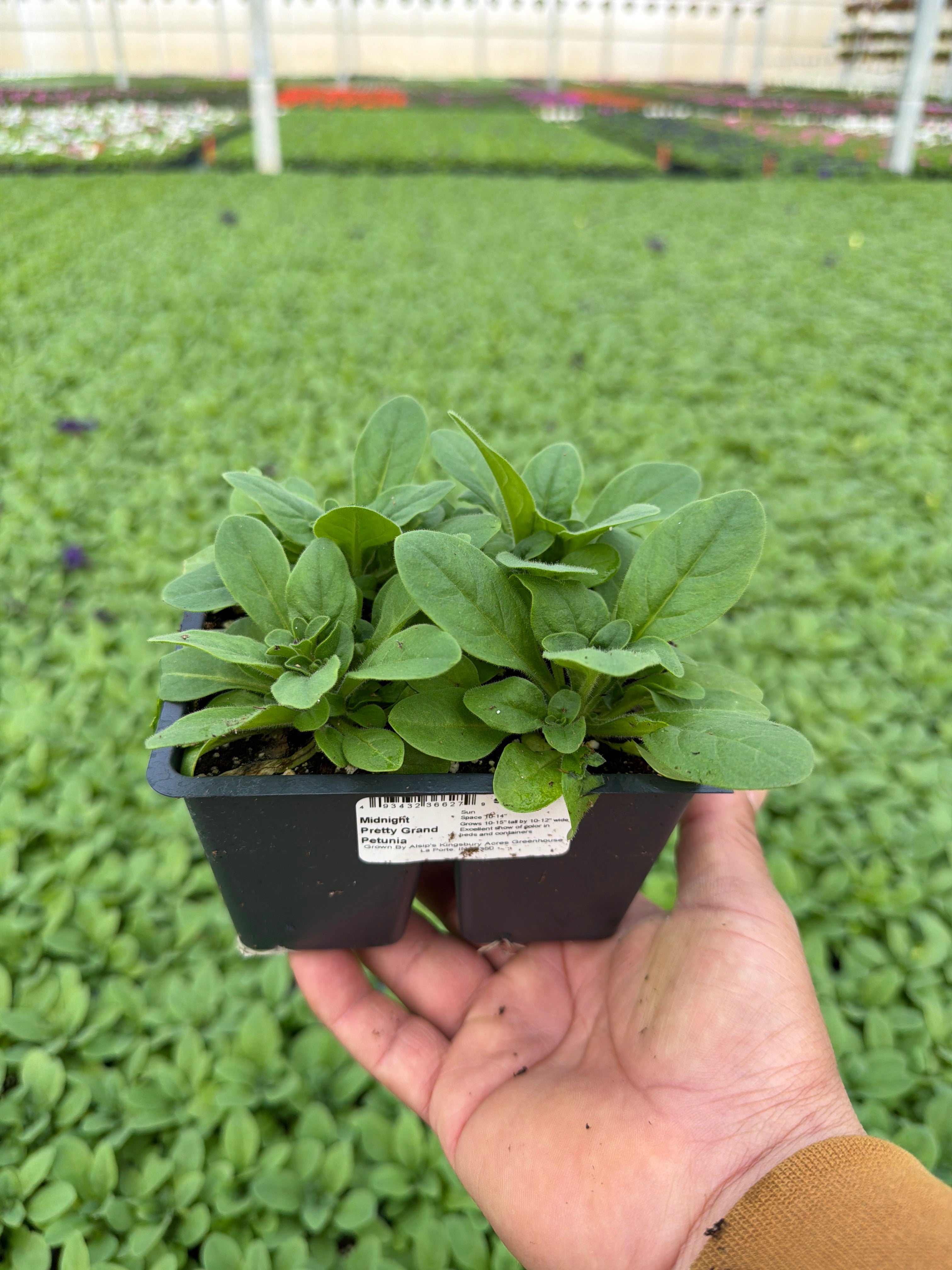 Petunia Pretty Grand Midnight - 4 Pack Annual