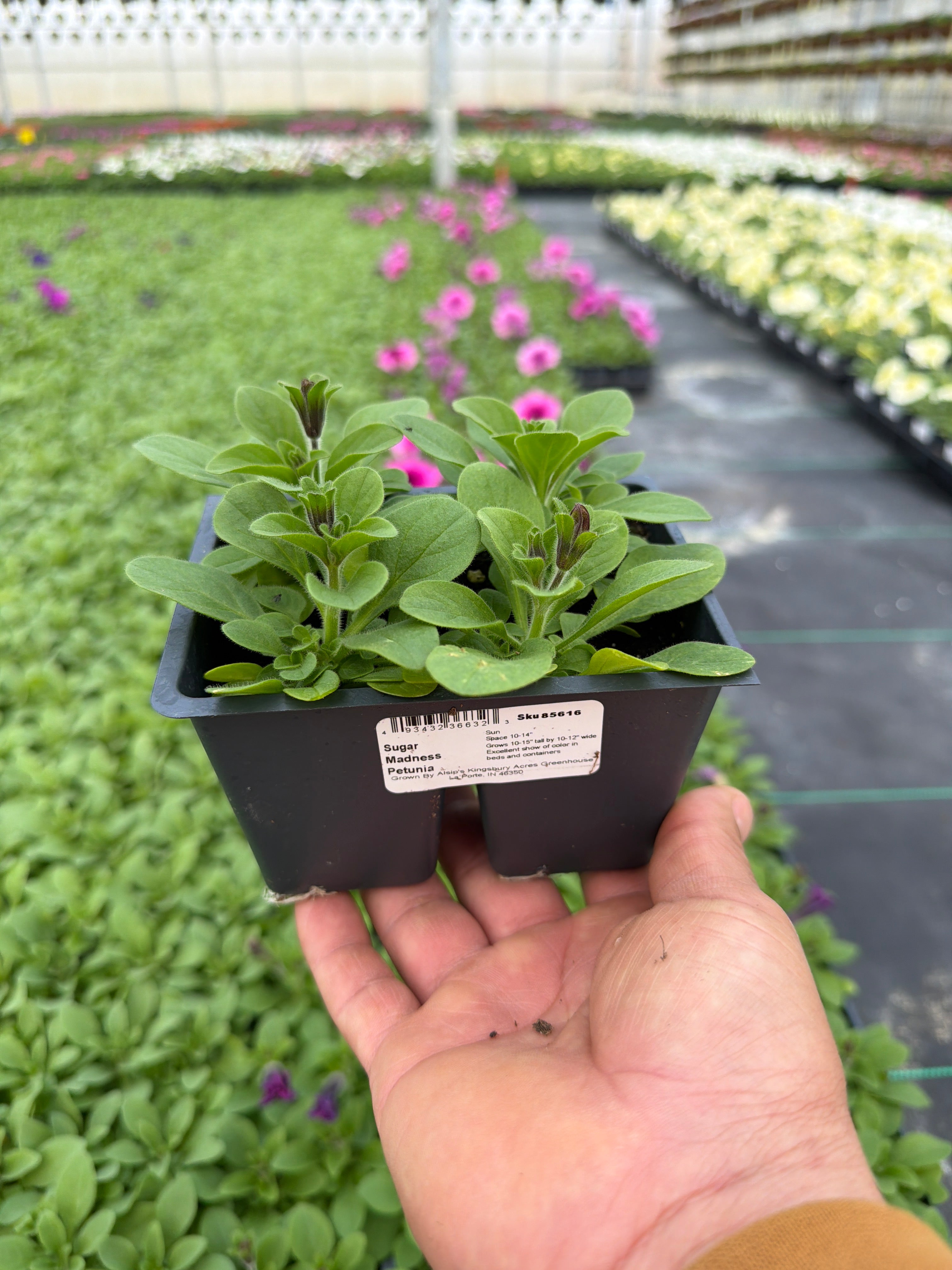 Petunia Madness Sugar - 4 Pack Annual