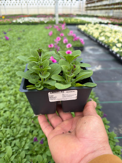 Petunia Madness Sugar - 4 Pack Annual