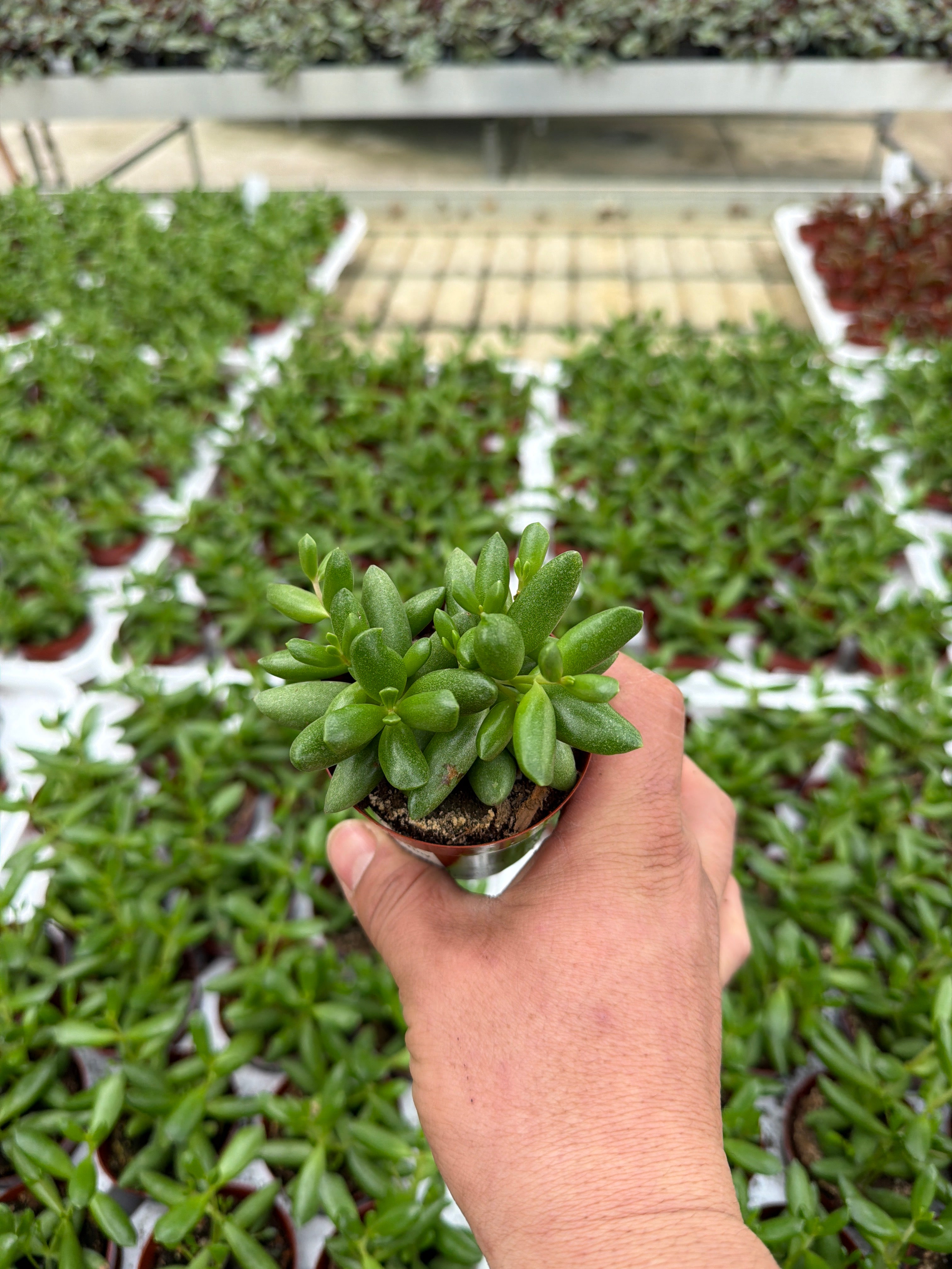 Cotyledon Happy Day - 2.5" Succulent