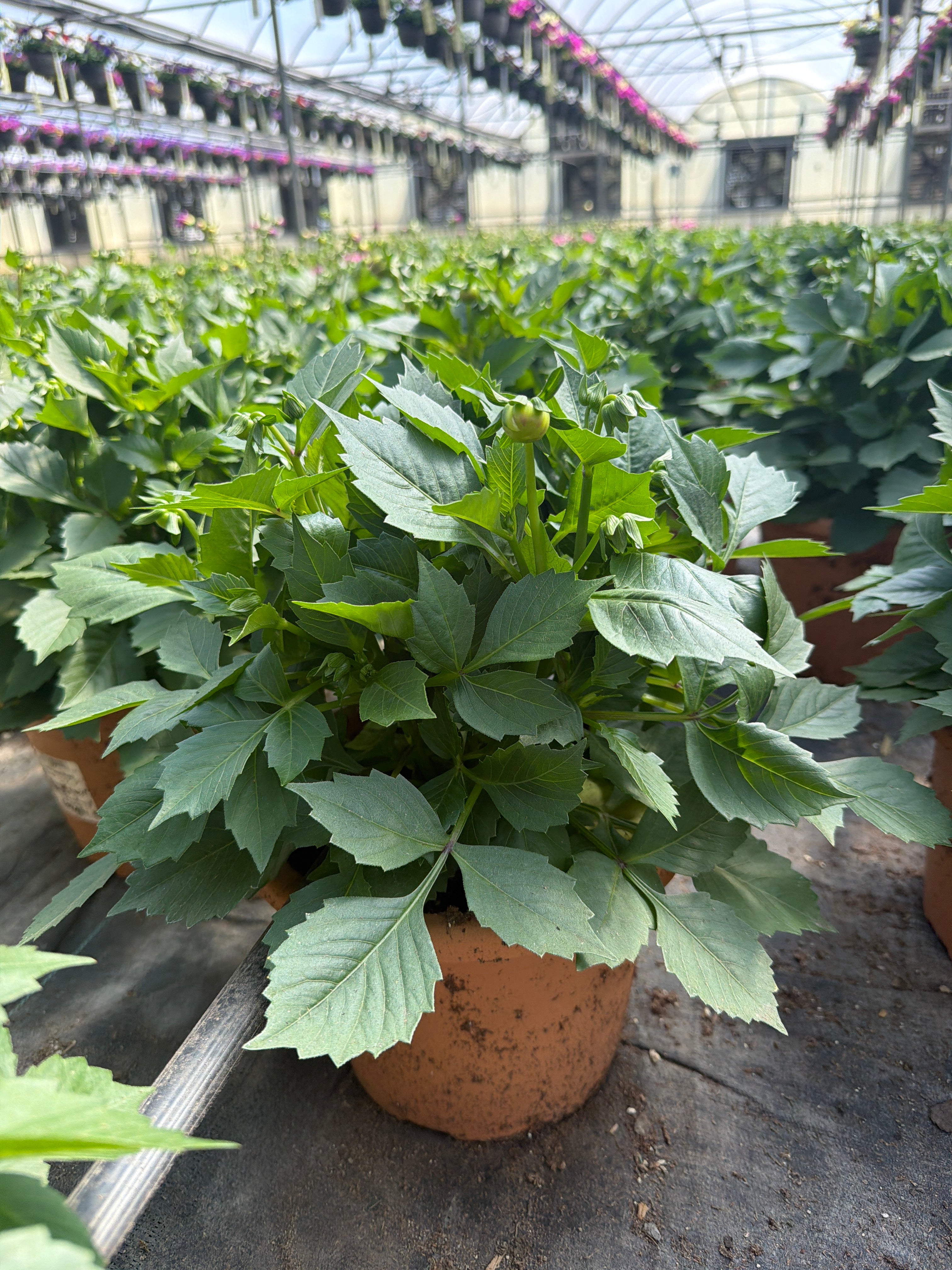 Dahlia Venti Royal Purple 24 - 8" Planter