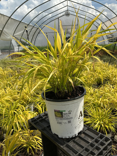 Hakonechloa Japanese Forest Grass All Gold