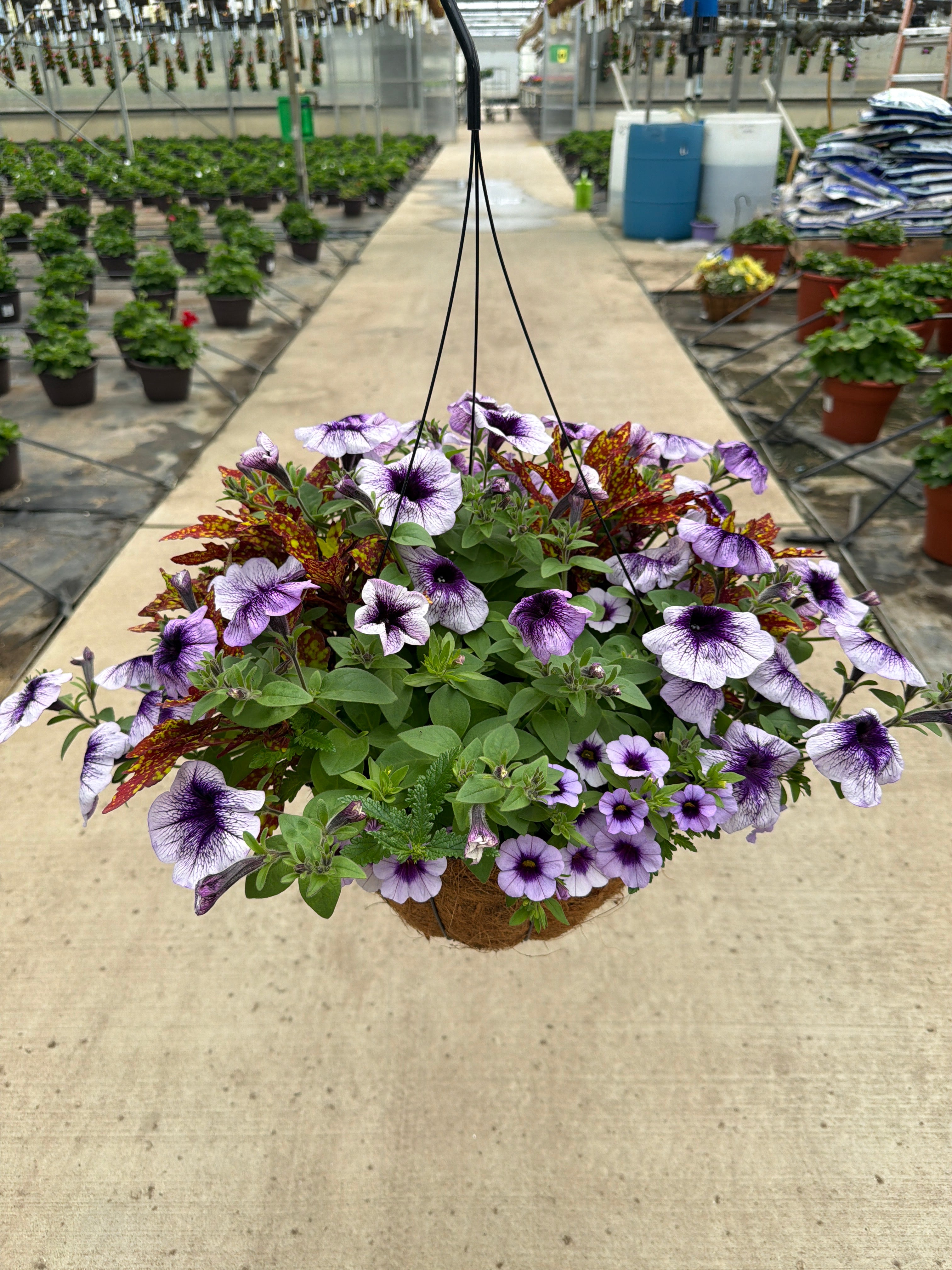 409 Down Town Greenville - 12" Coco Hanging Basket