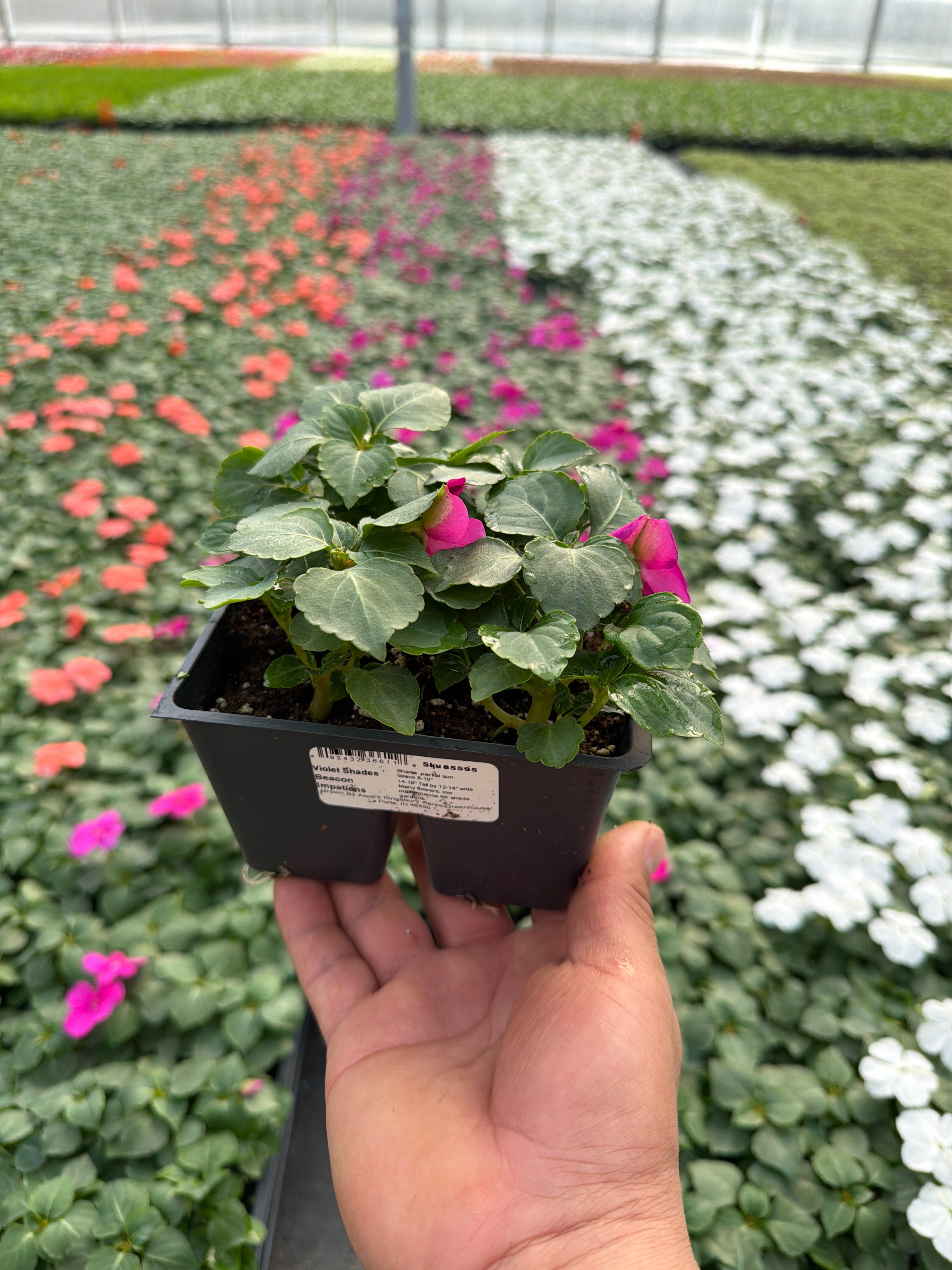 Impatiens Beacon Violet Shades - 4 Pack Annual
