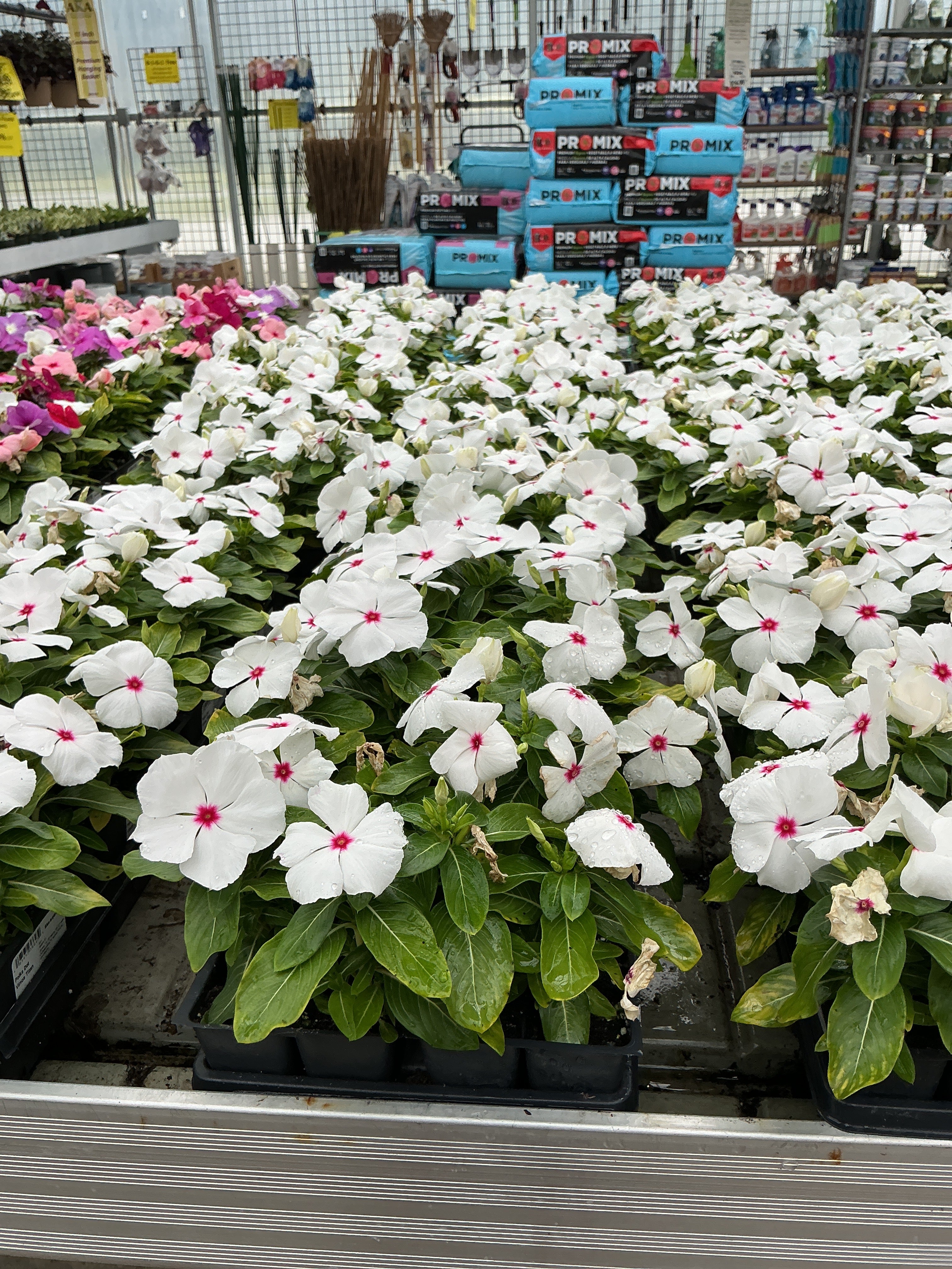 Vinca Titan Polka Dot - 4 Pack Annual