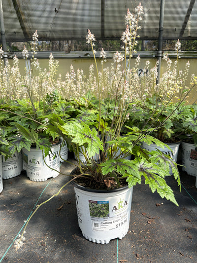 Tiarella Foam Flower Cutting Edge