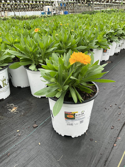 Gaillardia Blanket Flower Spintop Mango