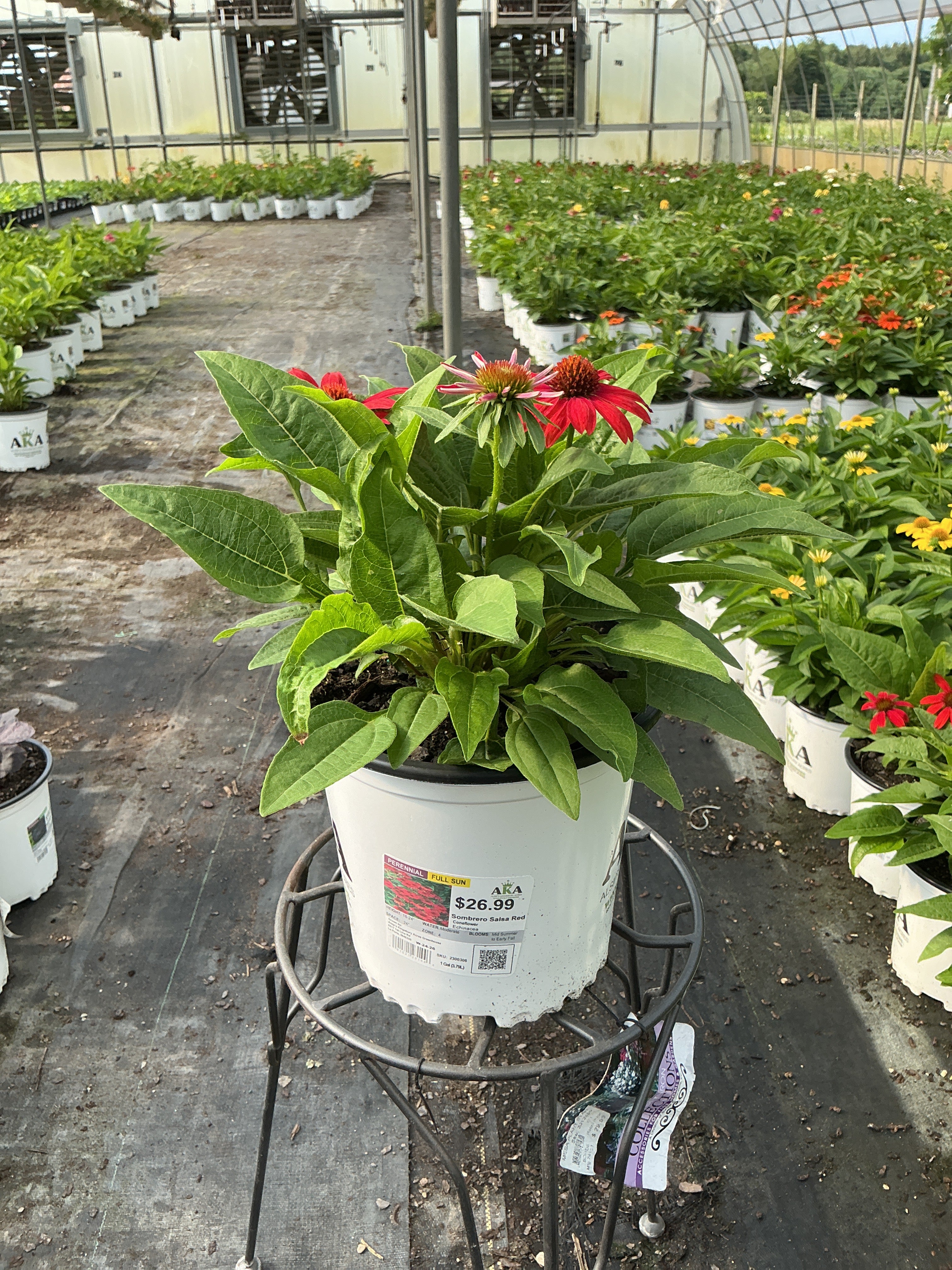 Echinacea Coneflower Sombrero Salsa Red