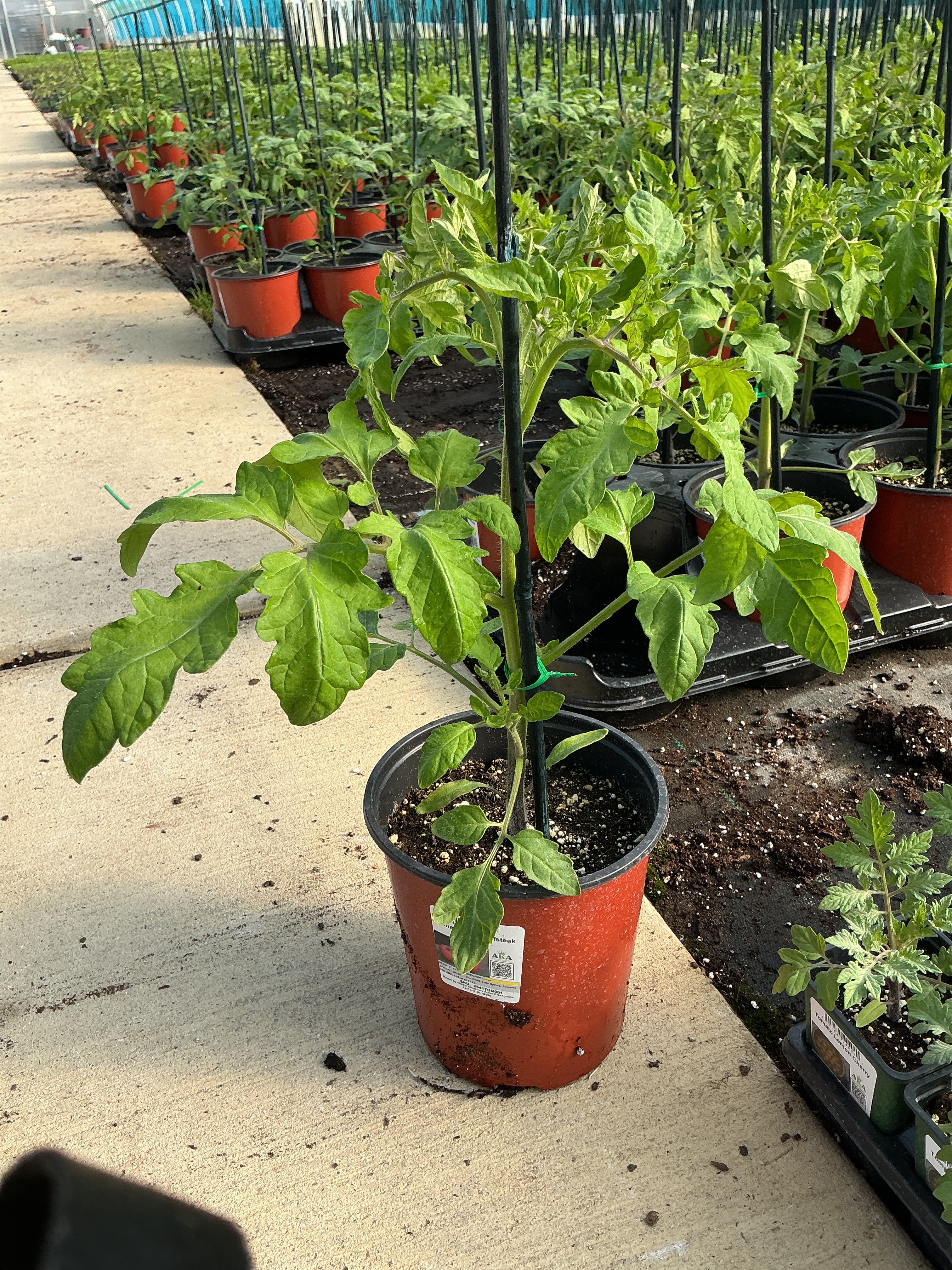 Tomato TALL Beefsteak - 6.3" Staked Vegetables