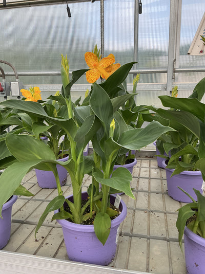 Canna Cannova Golden Leopard - 8" Planter