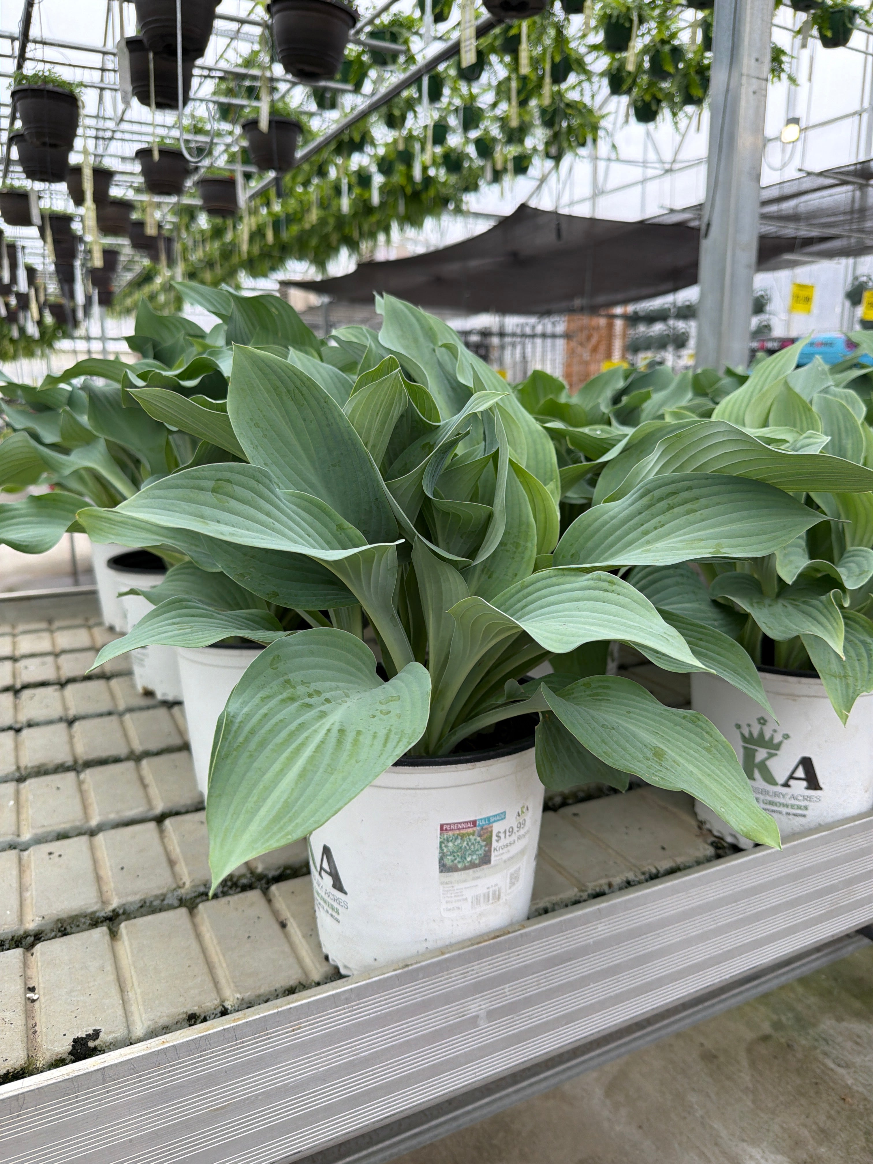 Hosta Plantain Lily Krossa Regal