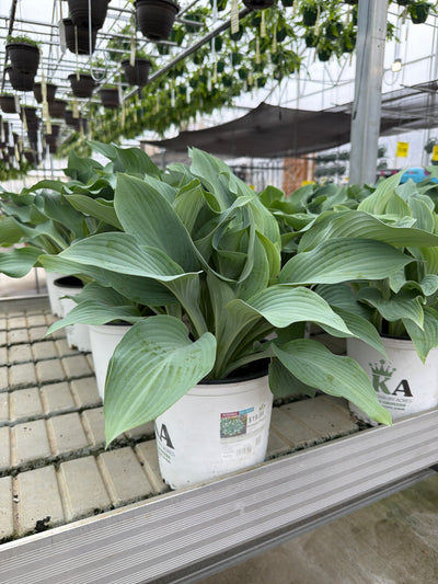 Hosta Plantain Lily Krossa Regal