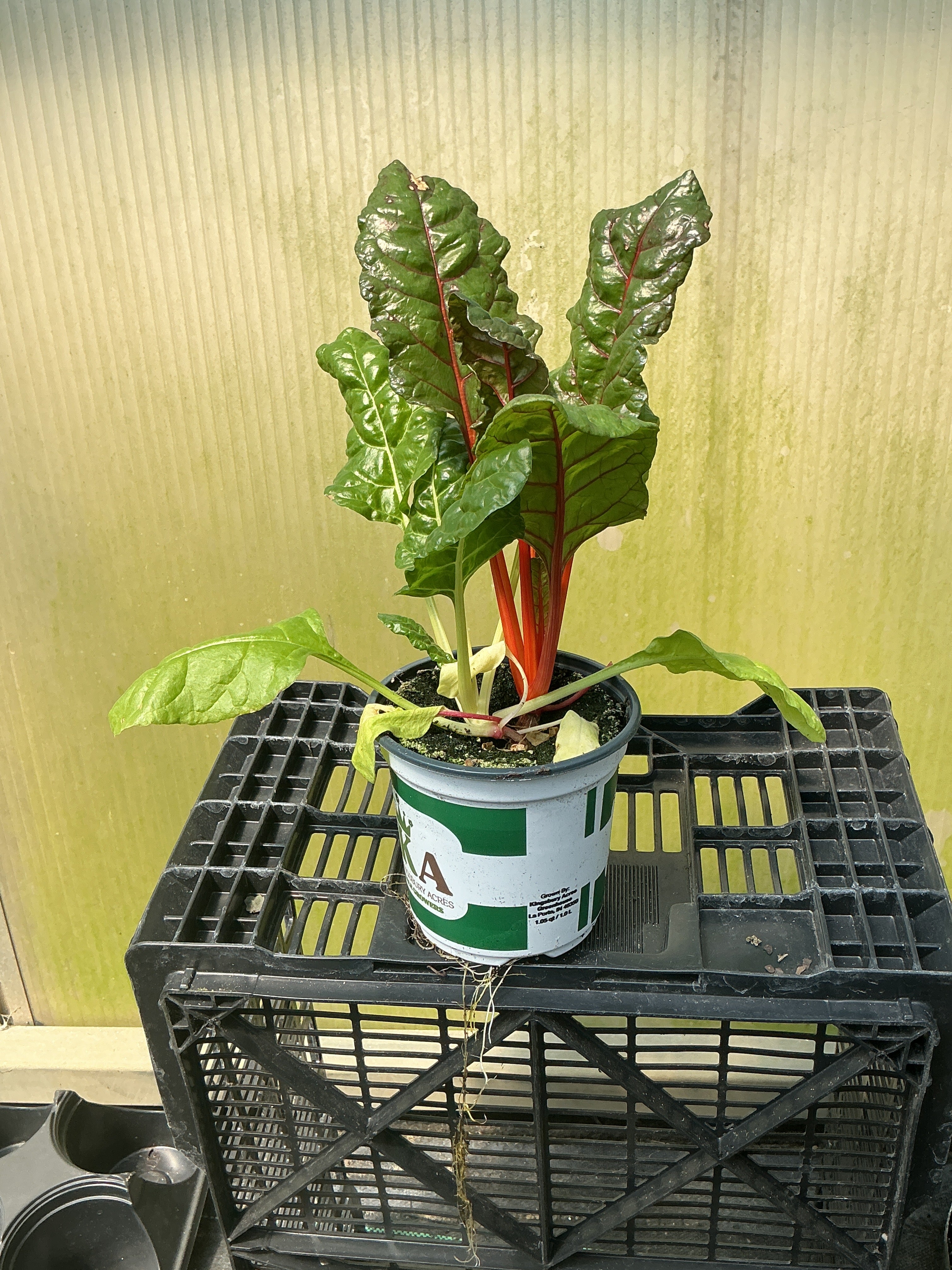 Bright Lights Mix Swiss Chard - 5" Fall Annual