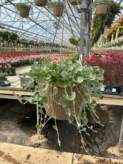Dichondra Silver Falls - 8" Hanging Basket