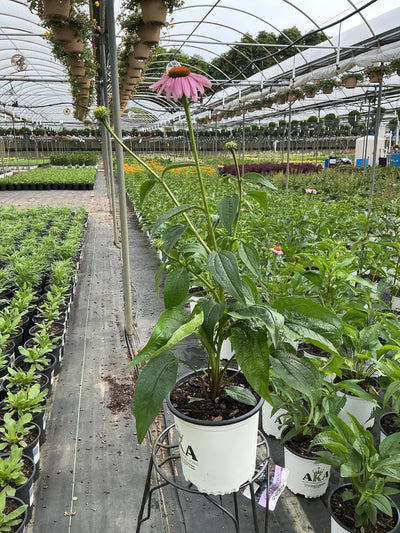 EchinaceaConeflower Magnus