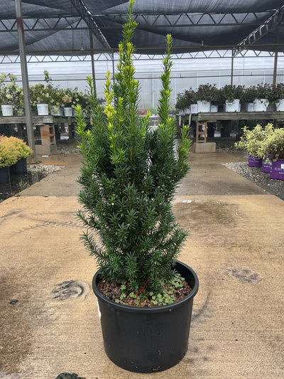Taxus Hicksii