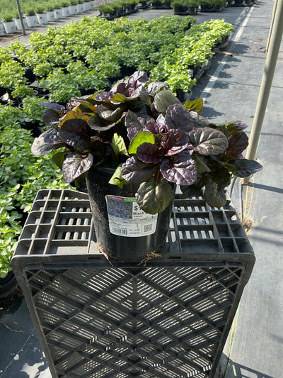 Ajuga Bugleweed Black Scallop - 6" Perennial