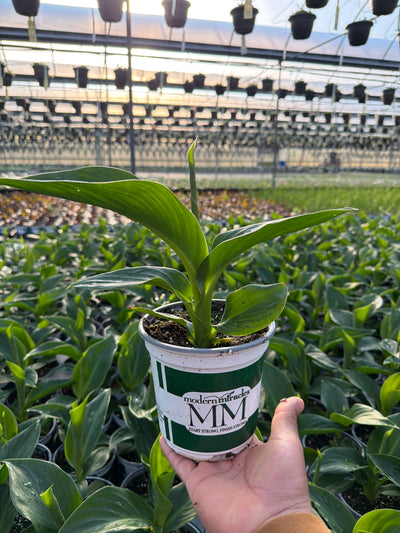 Canna Cannova Golden Leopard - 5" Premium Thriller Annual