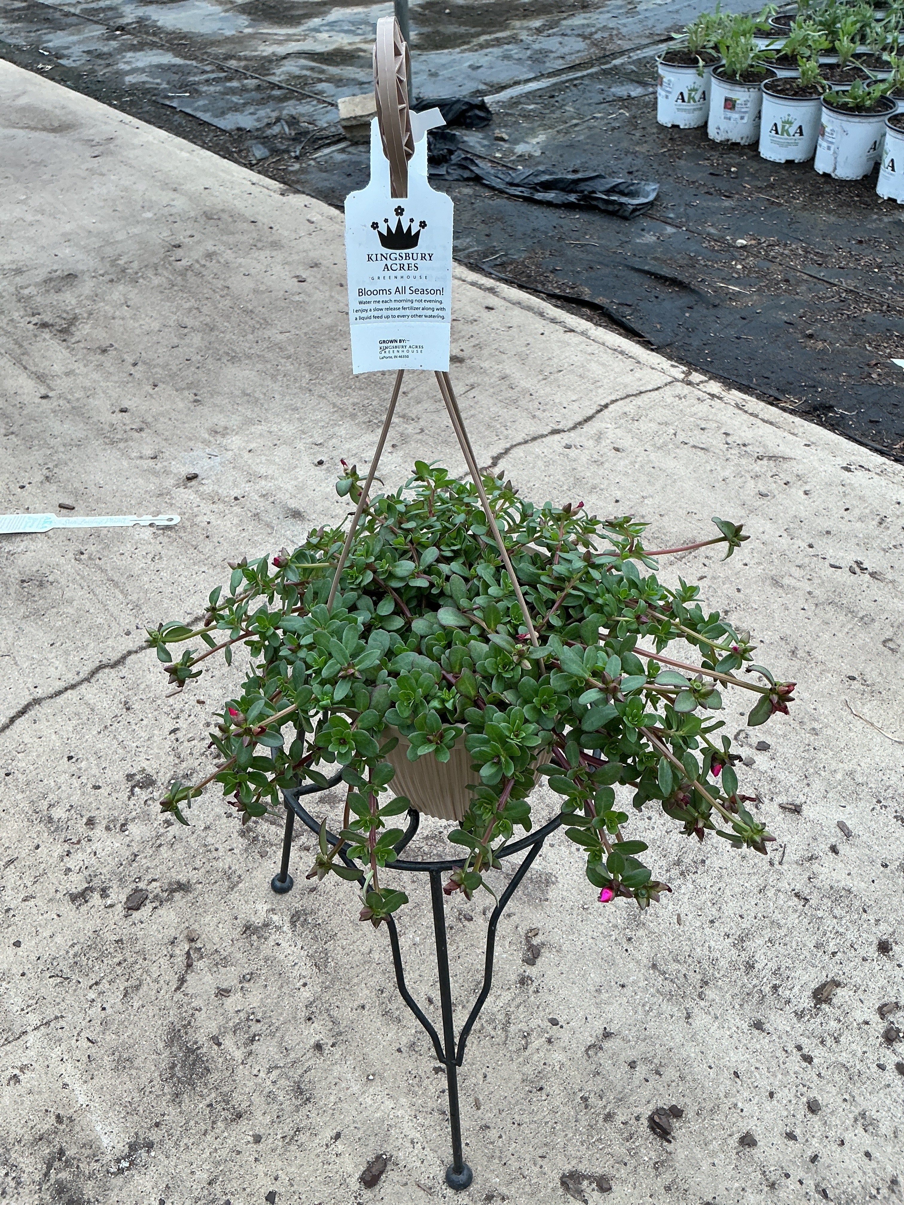 Purslane RioGrande Frosted Strawberry - 8" Hanging Basket