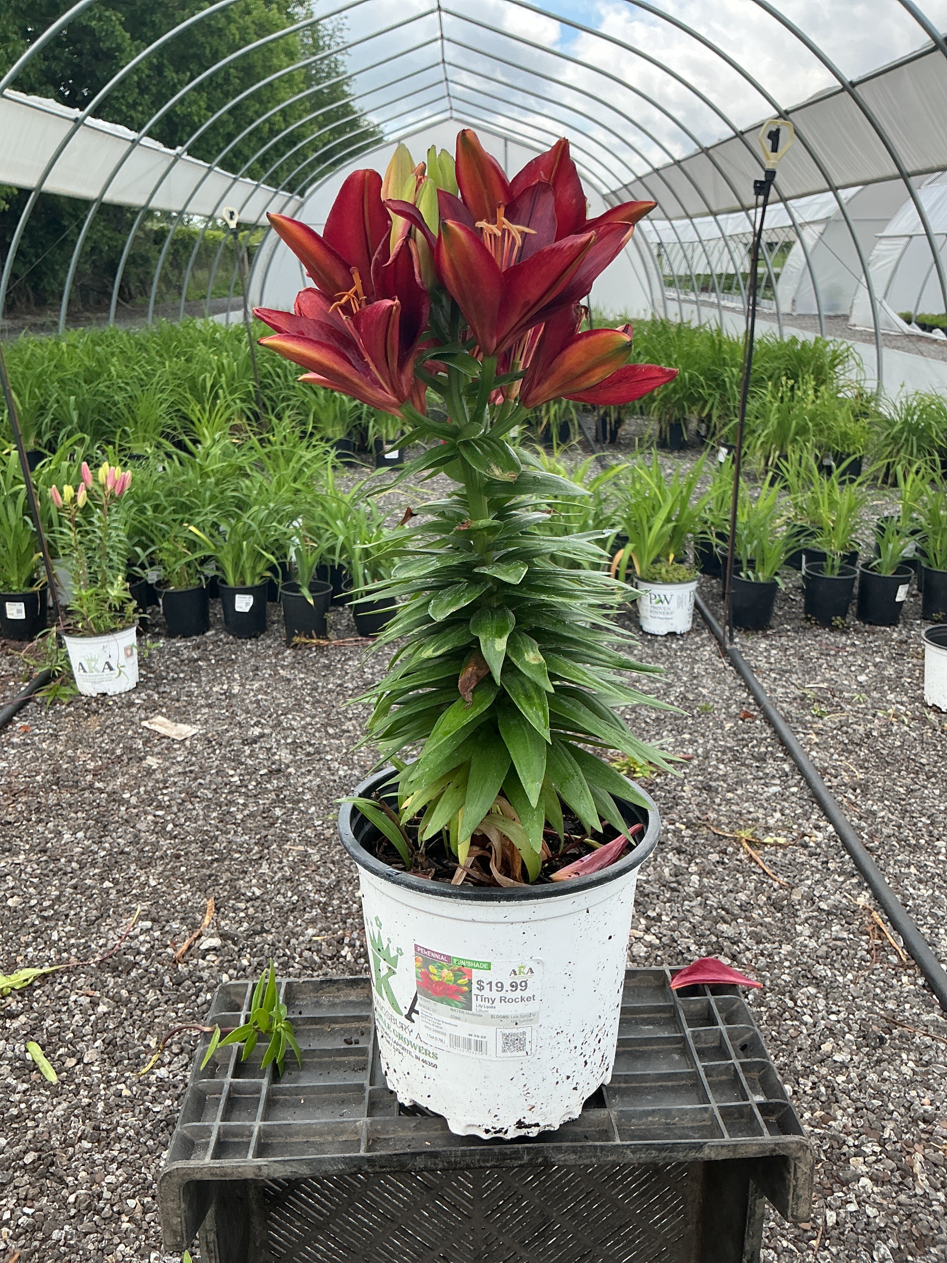 Lilium Lily Lily Looks Tiny Rocket