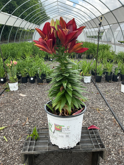 Lilium Lily Lily Looks Tiny Rocket
