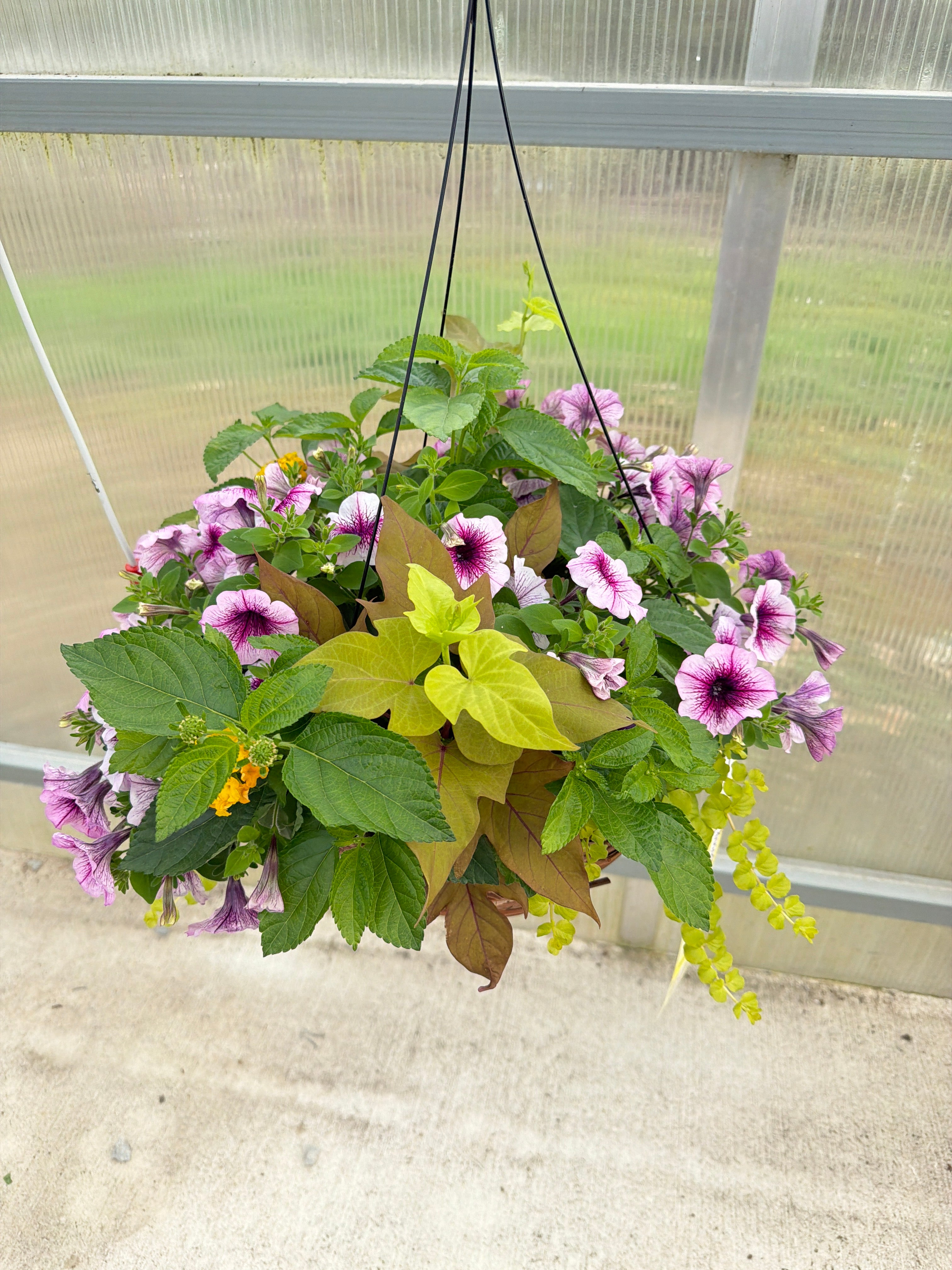 507 Combo - 14" Coco Hanging Basket