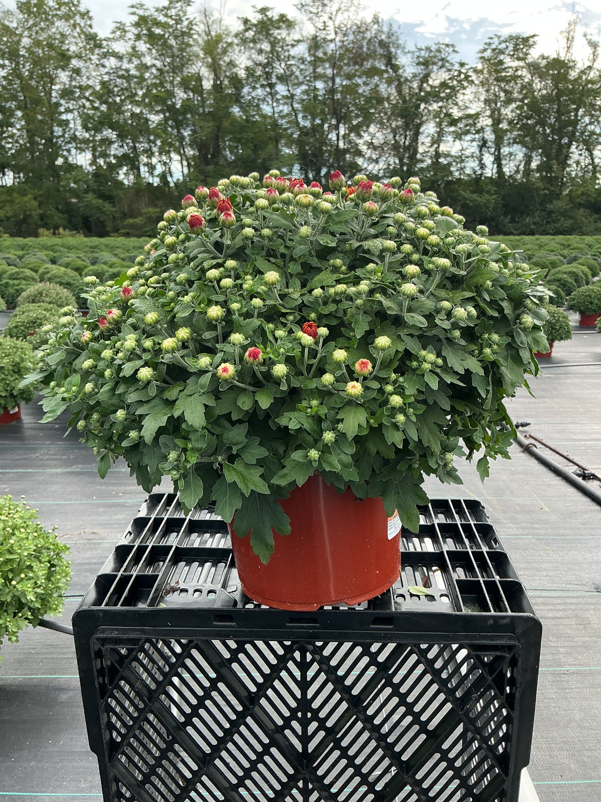 Fireglow Bronze - 8"x6" Potted Garden Mum