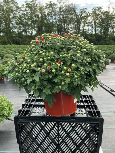 Fireglow Bronze - 8"x6" Potted Garden Mum