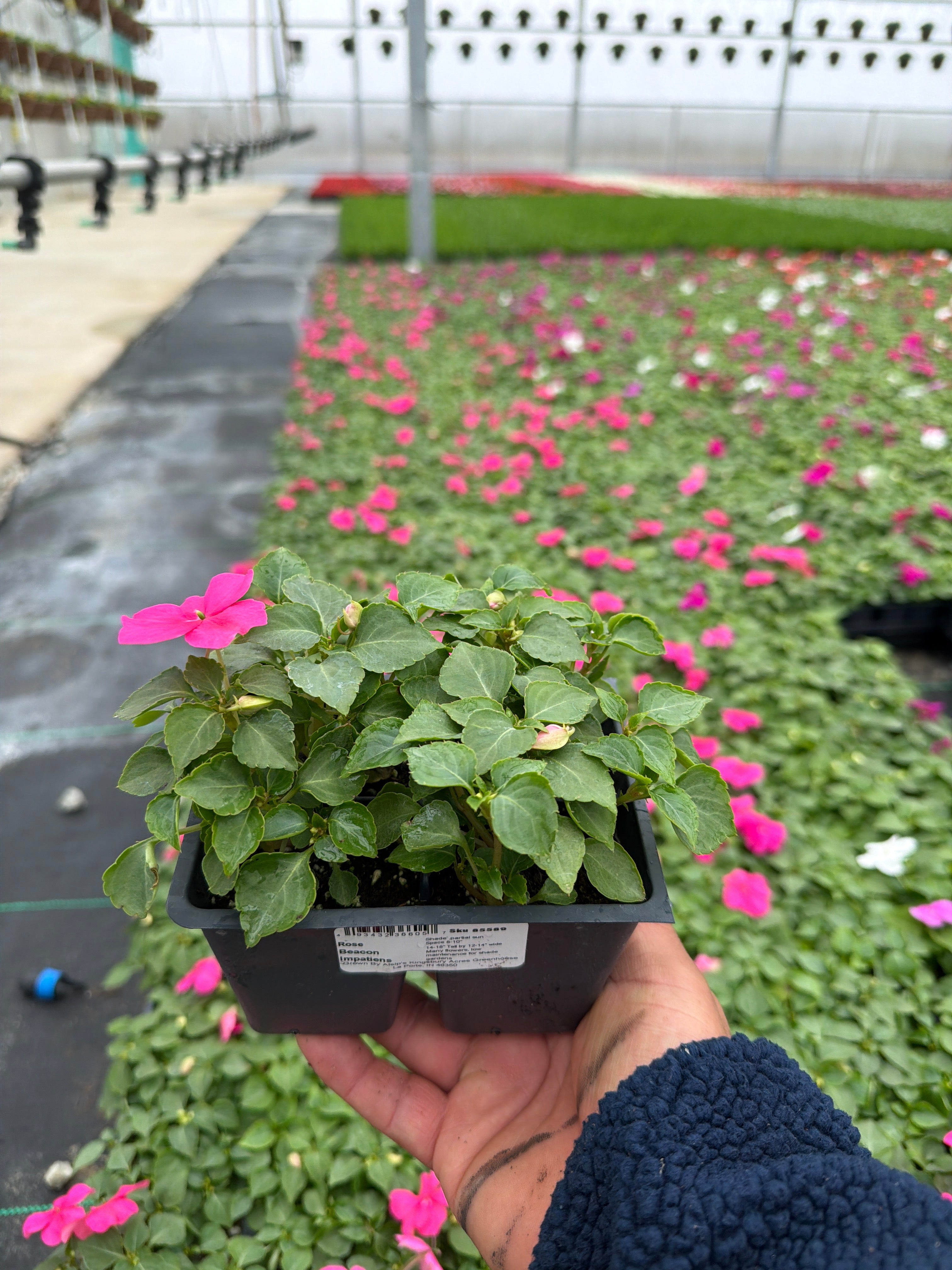 Impatiens Beacon Rose - 4 Pack Annual