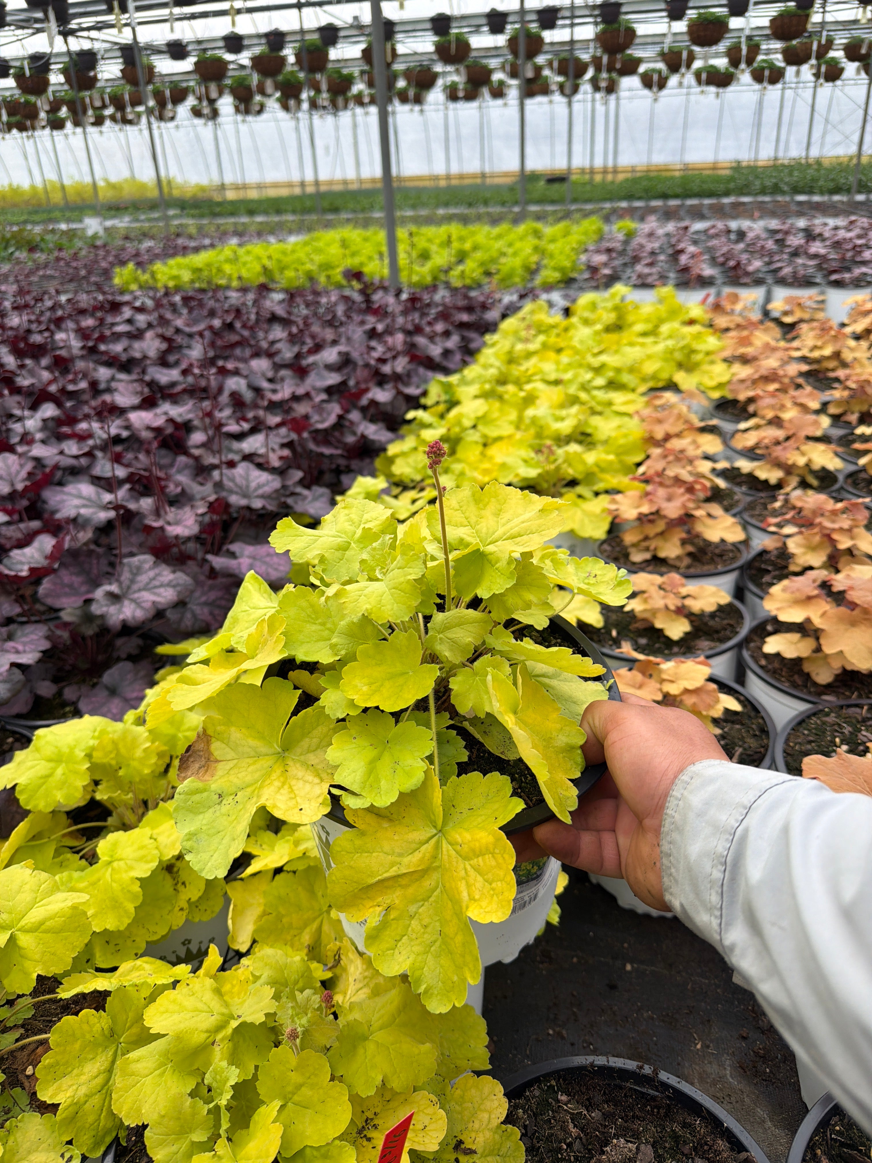 Heuchera Coral Bell Northern Exposure Lime