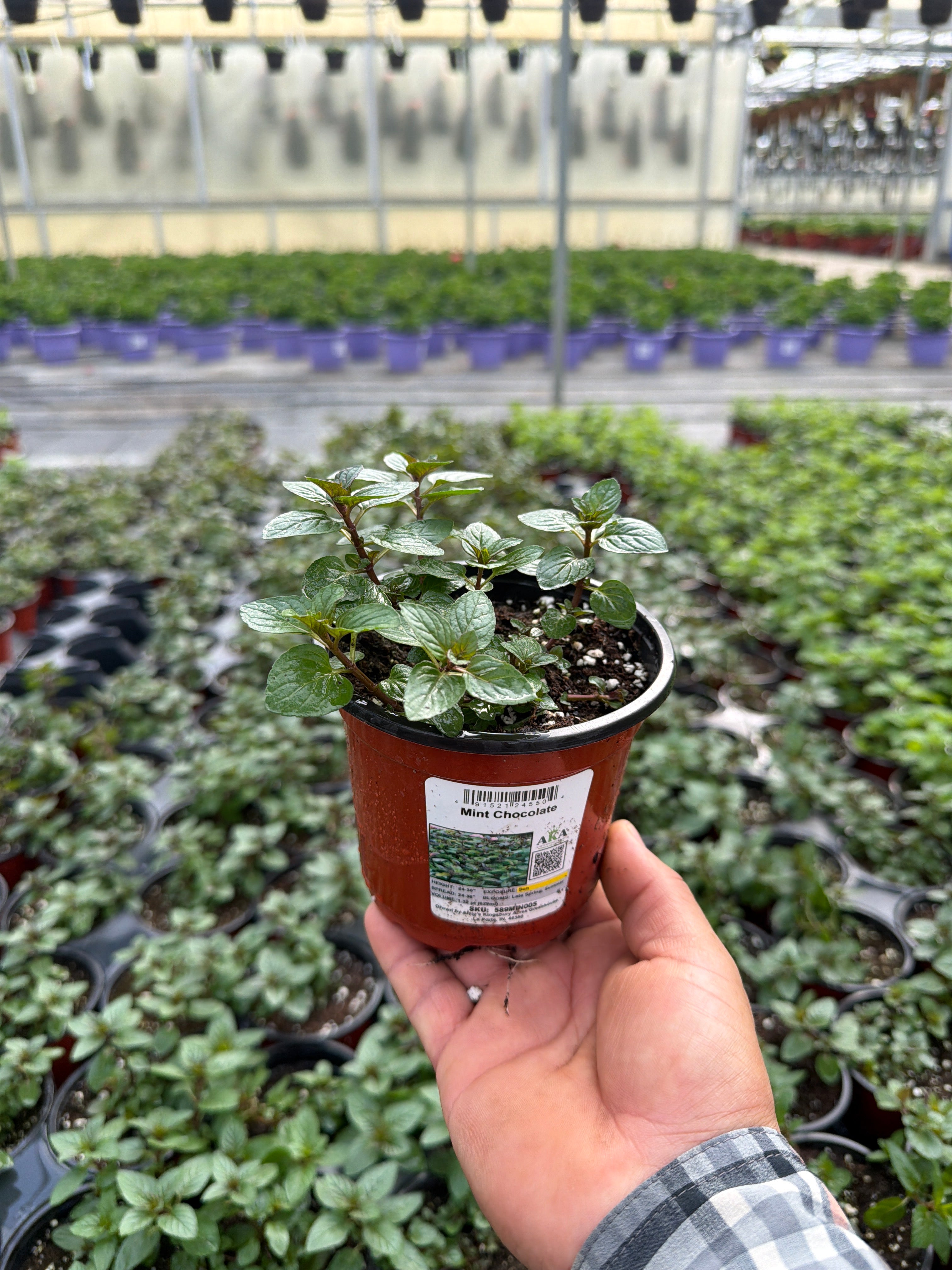 Mint Chocolate - 4.33" Potted Herb