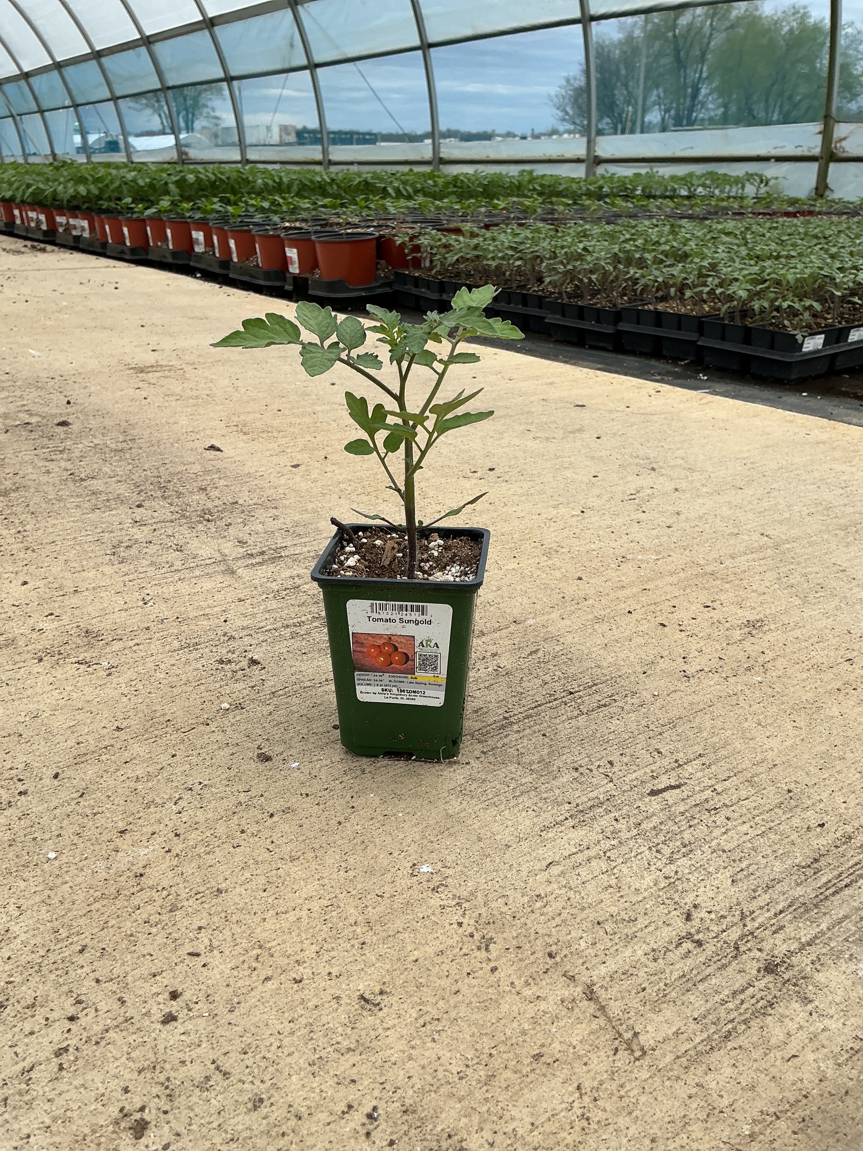 Tomato Sungold - 4" Potted Vegetable