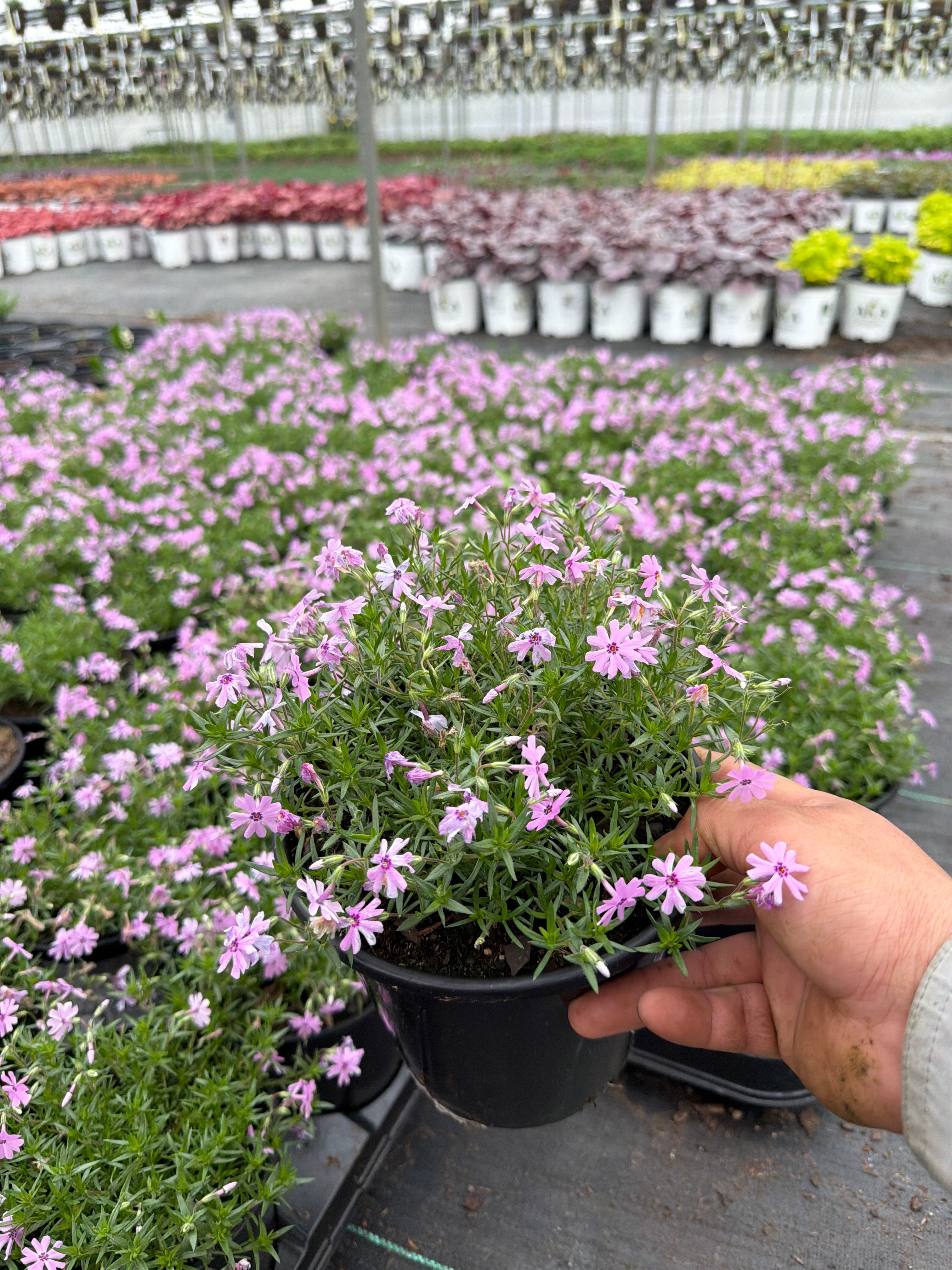 Phlox Creeping Phlox Creeping Fort Hill - 6" Perennial