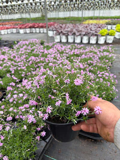 Phlox Creeping Phlox Creeping Fort Hill - 6" Perennial